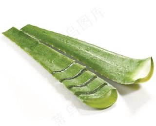 芦荟图片