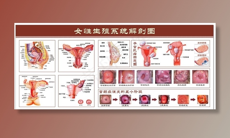 女性生殖系统解剖图图片