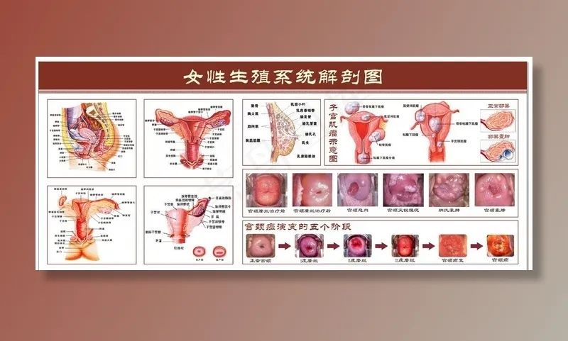 女性生殖系统解剖图图片
