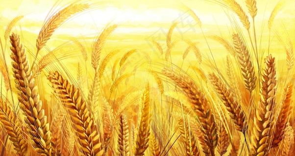 金黄麦田图片
