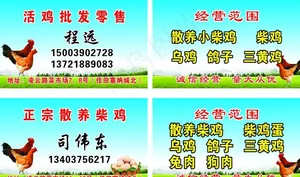鸡子批发图片