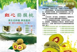 红心猕猴桃图片