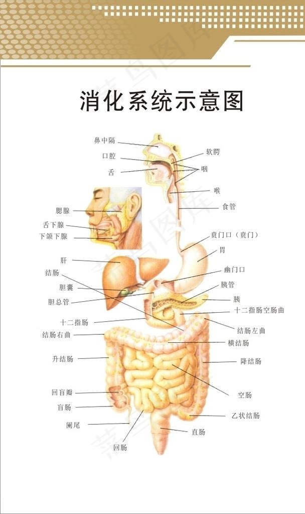 消化系统图片cdr矢量模版下载