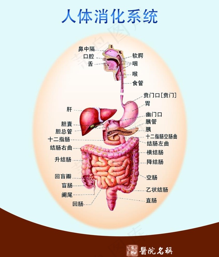 人体消化系统图片psd模版下载