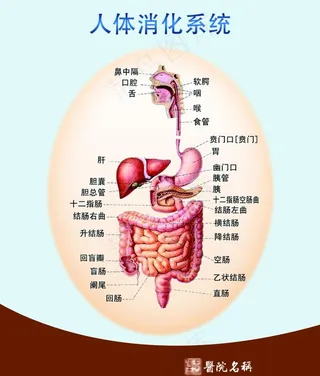 人体消化系统图片