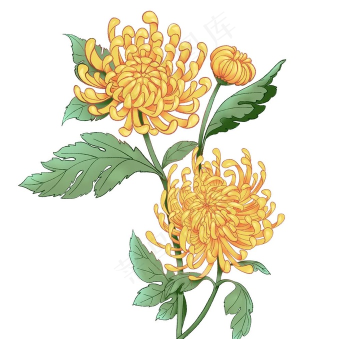 中国风  水墨风 菊花图片