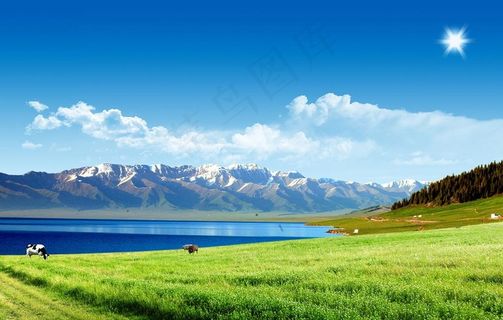 树林；拉萨风景图片