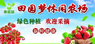 采摘草莓图片