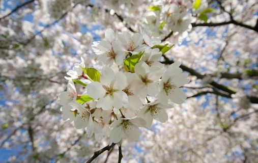 杏花图片 杏花图片