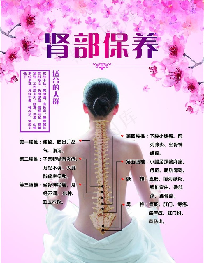 肾部图片(4726X6301(DPI:200))psd模版下载