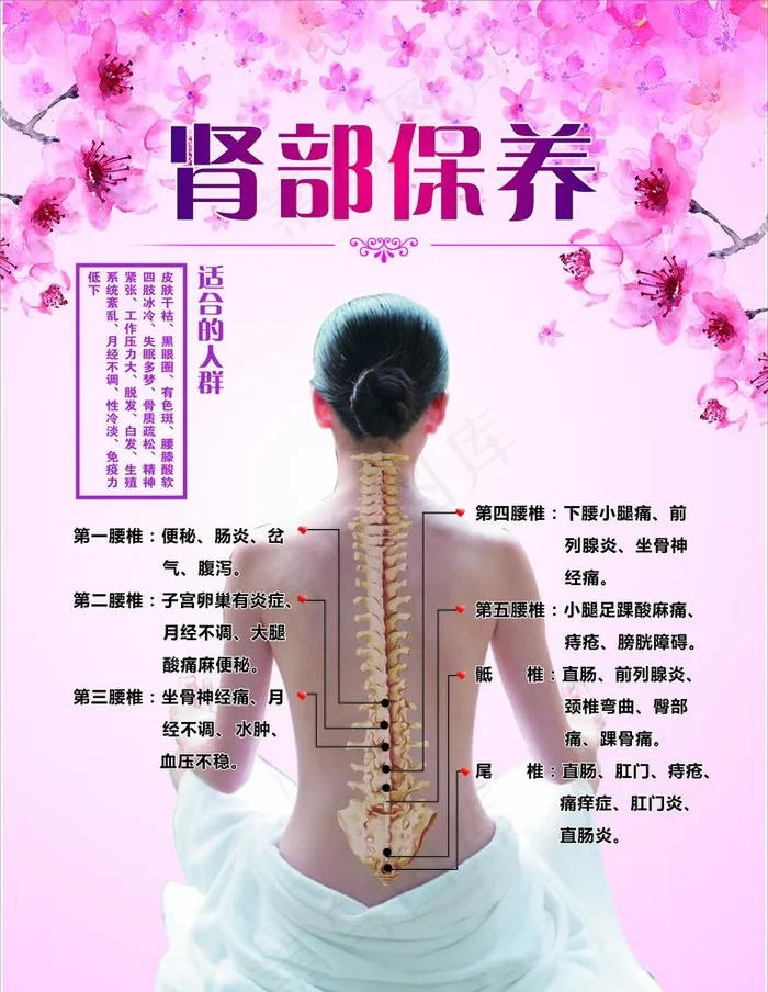 肾部图片(4726X6301(DPI:200))psd模版下载