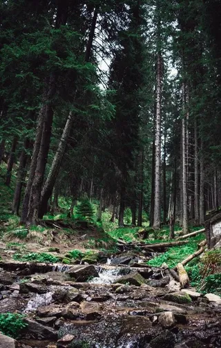 森林树木丛林自然绿色背景素材图片