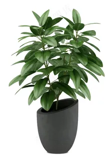 盆栽图片 盆栽图片