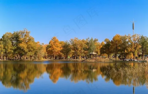 胡杨树胡杨林图片 胡杨树胡杨林图片
