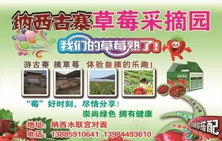 草莓采摘园图片