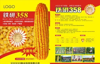 玉米单页图片