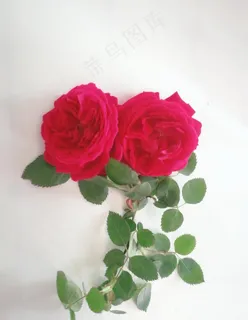 月季花图片 月季花图片