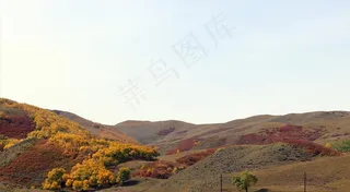 坝上草原秋天白桦与榛子林图片