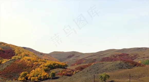 坝上草原秋天白桦与榛子林图片 坝上草原秋天白桦与榛子林图片