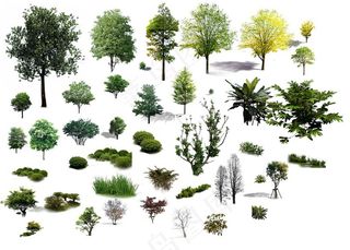 少量植物psd分层素材地被乔木图片