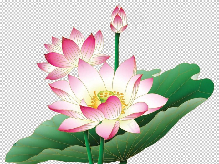 莲花图片
