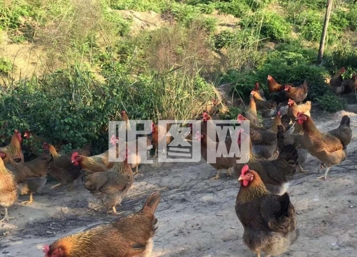 走地鸡图片