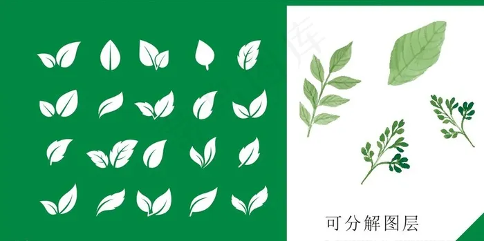 树叶图片cdr矢量模版下载