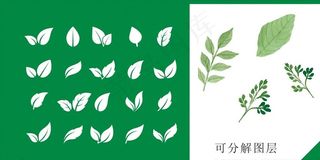 树叶图片