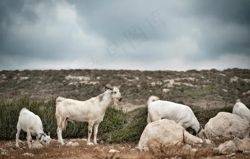 山羊图片