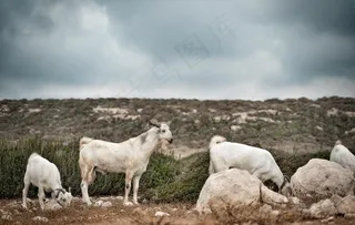 山羊图片