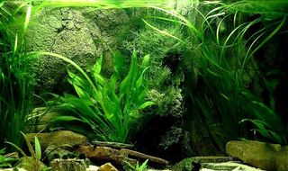 鱼缸造景艺术 高清实景拍菜鸟图库片