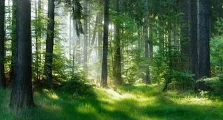 阳光沐浴下的森林图片