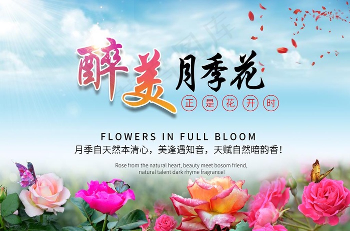 醉美月季花图片