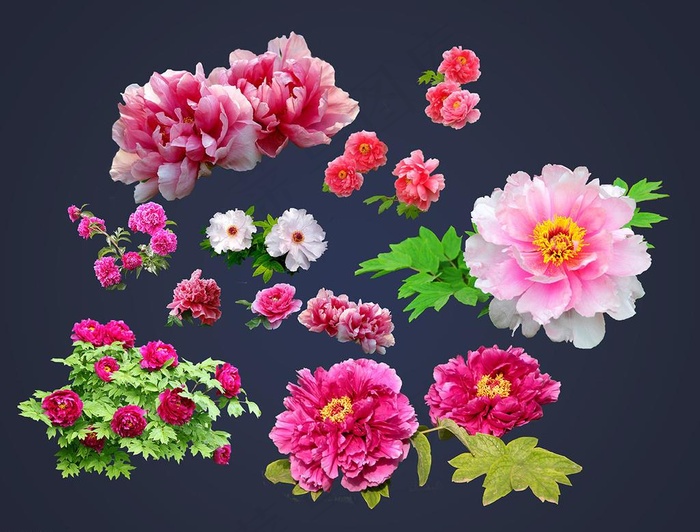牡丹花图片(5377X4252(DPI:72))psd模版下载