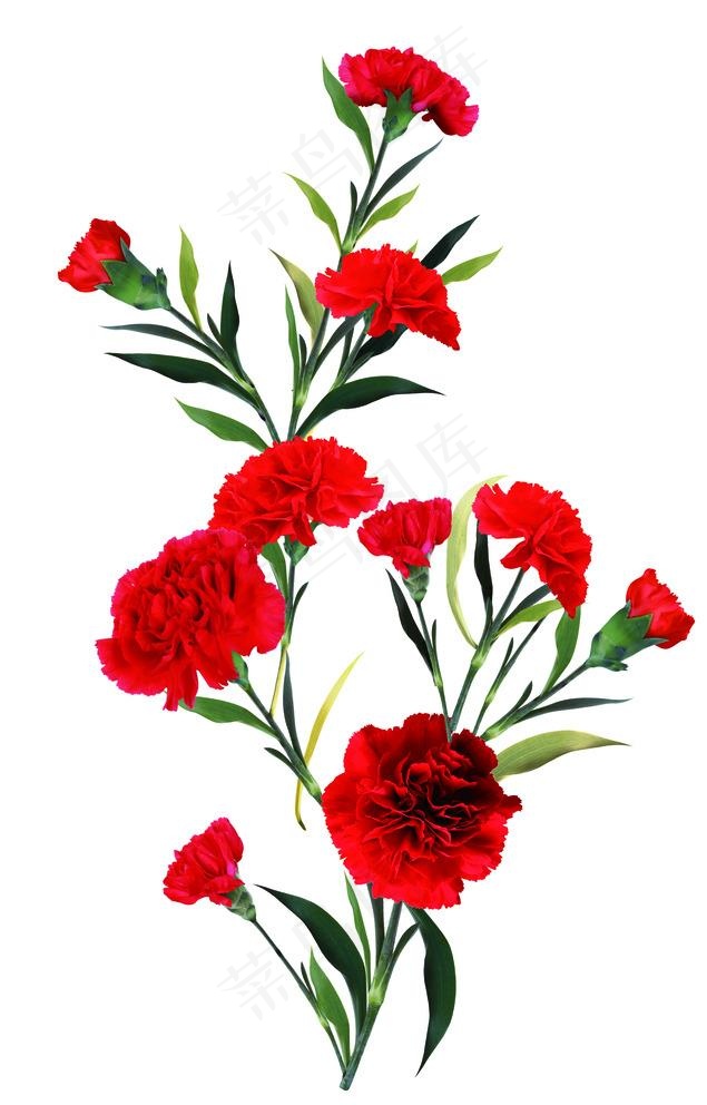 高清花朵图片