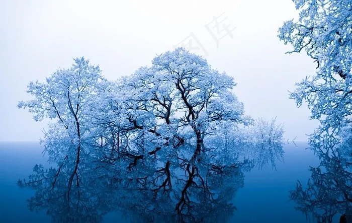 冰树湖面图片
