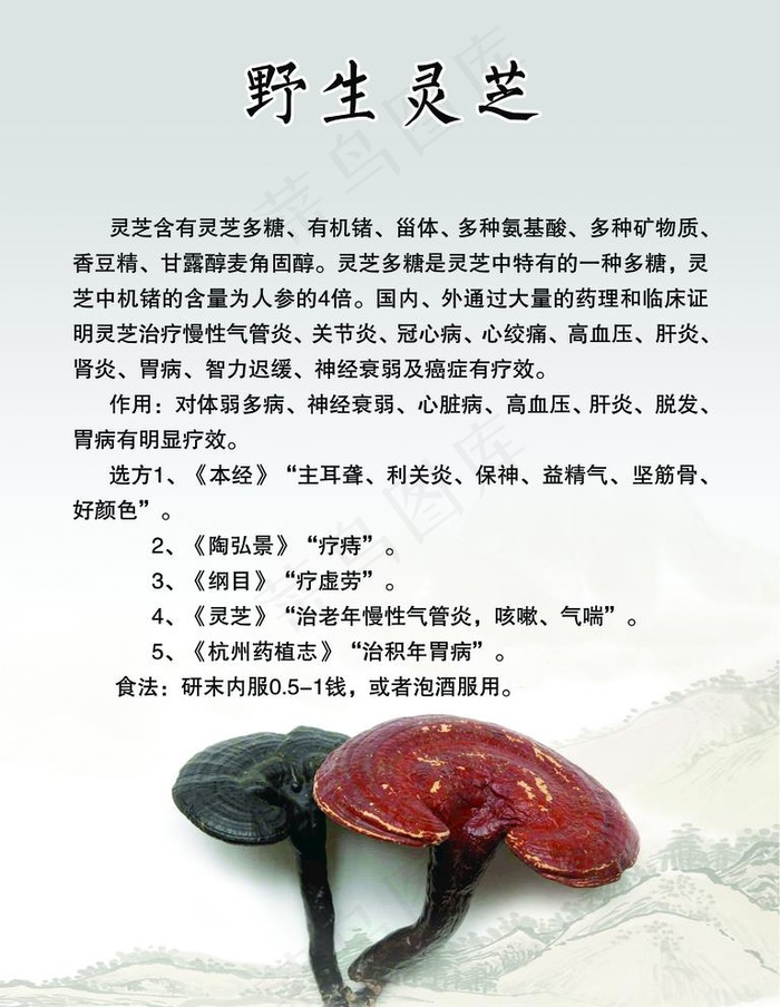 野生灵芝图片(2362X3150(DPI:100))psd模版下载
