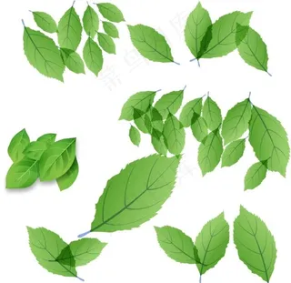 绿叶图片