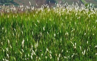 山顶的茅花图片