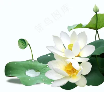 荷花图片 荷花图片