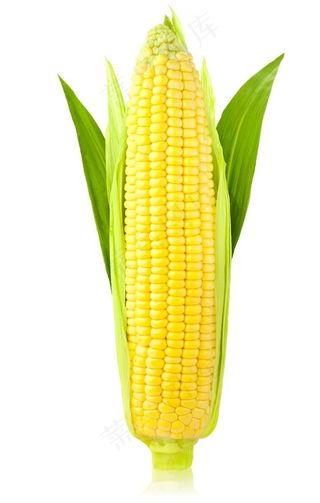 糯玉米图片