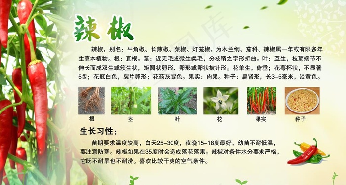 辣椒图片(10488X5953(DPI:72))psd模版下载