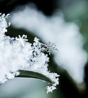 雪花图片 雪花图片