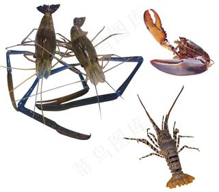 龙虾图片