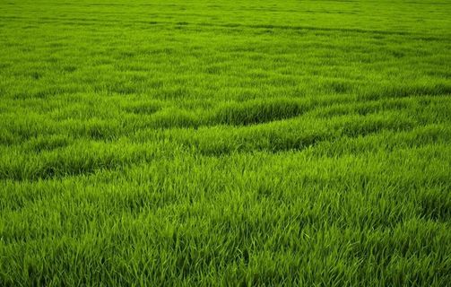 绿色稻田风光图片