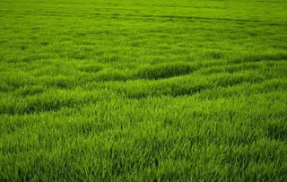 绿色稻田风光图片
