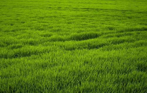 绿色稻田风光图片 绿色稻田风光图片