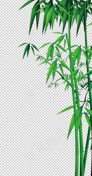 竹子素材图片