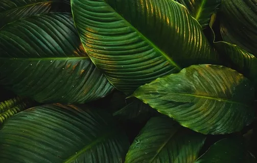 绿叶高清桌面壁纸大图图片 绿叶高清桌面壁纸大图图片