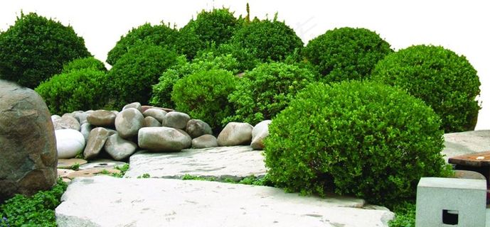 灌木球群图片